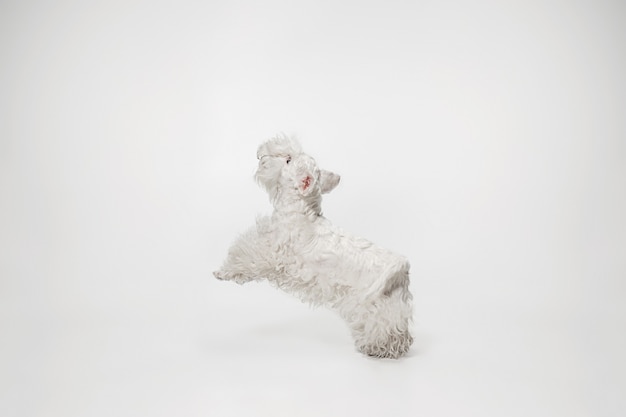 ふわふわの毛皮で手入れされたテリアの子犬。かわいい白い小さな犬やペットは、白い背景で隔離されて遊んで実行しています。