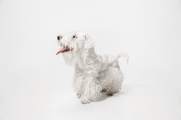 Ухоженный щенок терьера с пушистой шерстью. Милая белая маленькая собачка или домашнее животное играет и бежит. Негативное пространство для вставки текста или изображения.