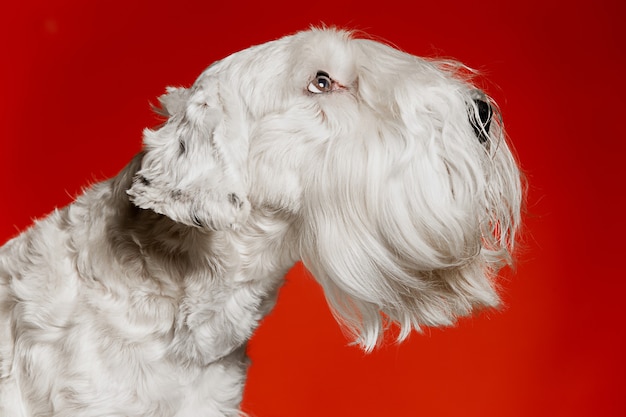 Groomed terrier puppy with fluffy fur