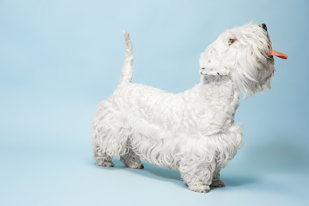 Groomed terrier puppy with fluffy fur