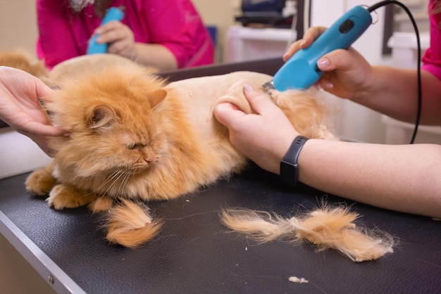 Уход за кошкой с инструментом для выпадения волос. медицина, домашнее животное, животные, здравоохранение и концепция людей.