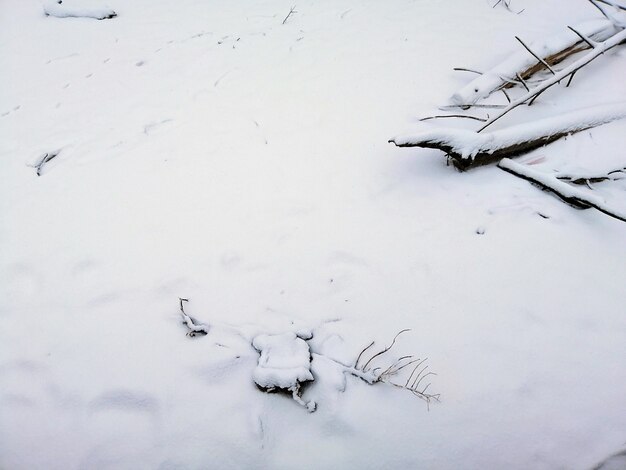 ノルウェーのラルヴィークの枝に覆われた地面と日光の下の雪