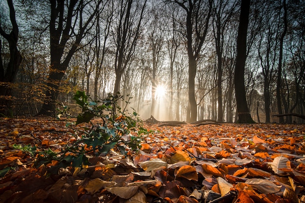 가을 숲의 햇빛 아래 나무에 둘러싸인 마른 잎으로 덮인 땅
