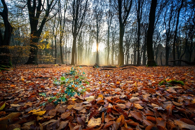 가을 숲의 햇빛 아래 나무에 둘러싸인 마른 잎으로 덮인 땅