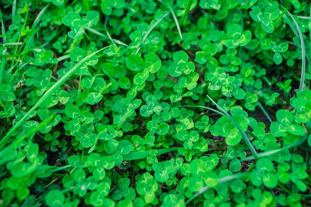 Ground covered with clover and grass