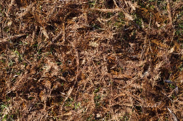 ground covered with dried pine needles and leaves