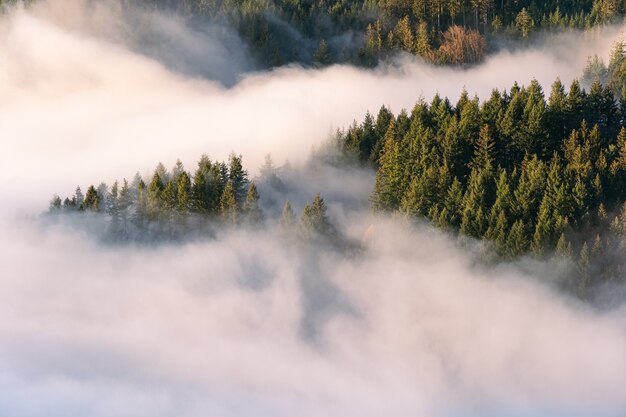 Ground fog in the valley of the Black Forest at sunset