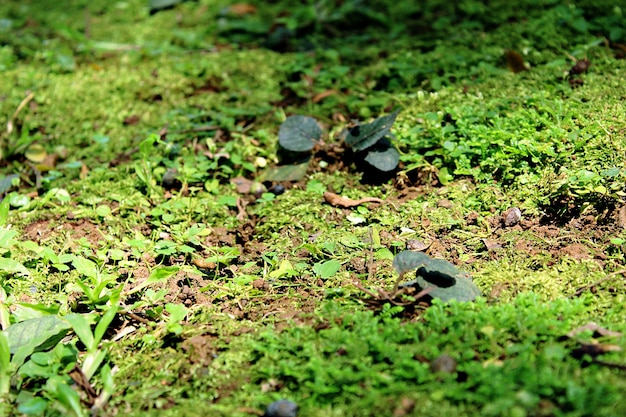 無料写真 地上の植物