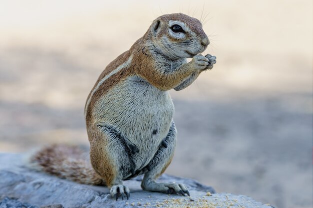 Ground Squirrel eating