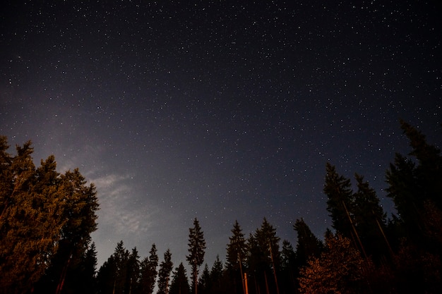 Ground view of beautiful trees and the sky