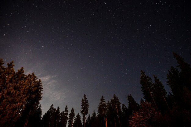 Ground view of beautiful trees and the sky