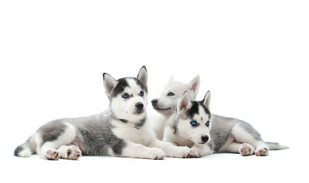 Group of adorable husky puppies lying isolated on white copyspace.