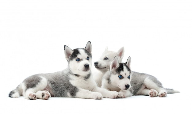 Group of adorable husky puppies lying isolated on white copyspace.