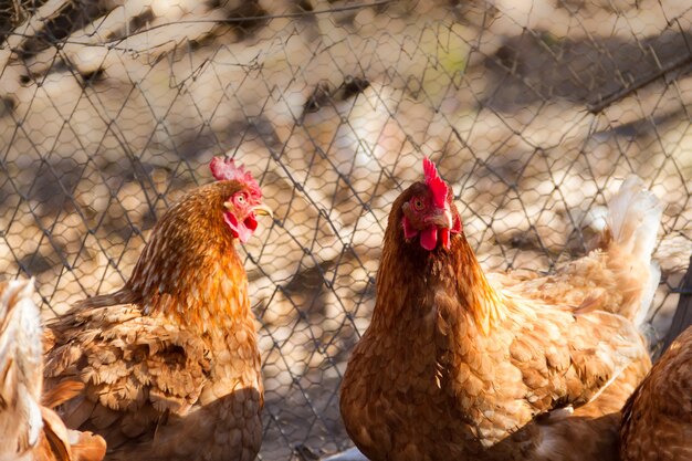 Group of assorted chickens in the chicken coop