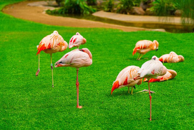 Группа красивых фламинго, спящих на траве в парке