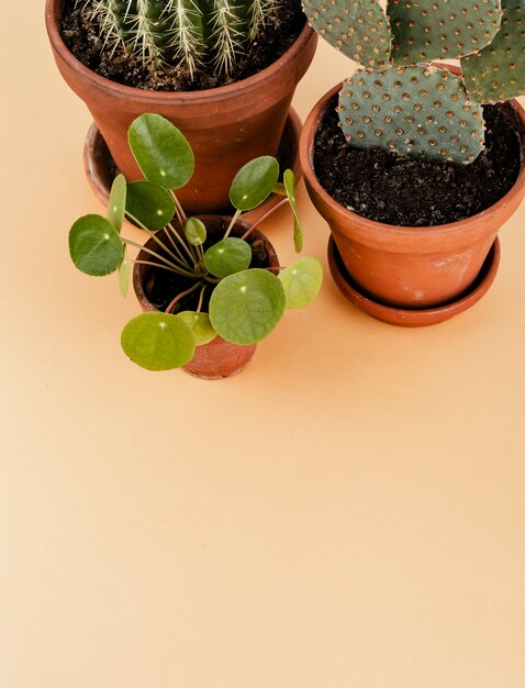 Group of cactus in flowerpots