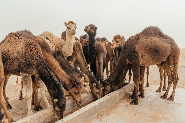 砂漠の憂鬱な日に水を飲むラクダのグループ