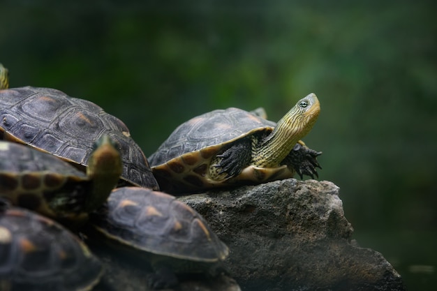 Foto gratuita un gruppo di tartarughe cinesi dal collo a strisce in piedi sulla pietra