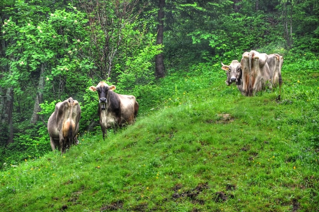 Group of cows grazing on the slope of a grassy mountain