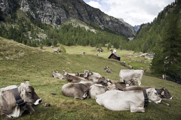햇빛 아래 녹지로 덮인 언덕으로 둘러싸인 땅에 누워있는 소의 그룹