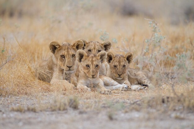 Group of cute baby lions lying among the grass in the middle of a field
