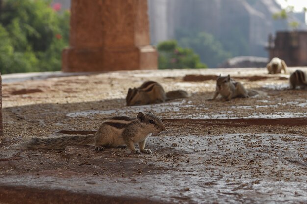 Group of cute small chipmunks on a wooden surface