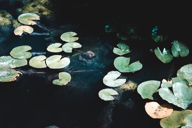 Group of dark water lillies