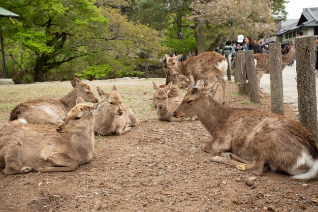 地面に横たわっている鹿のグループ