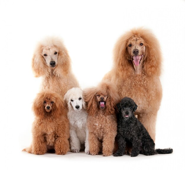 400 Black Poodle Pictures