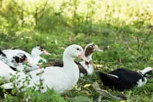 Free photo group of domestic ducks in nature