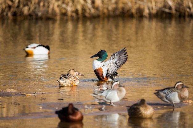 Group of ducks in the National Park of Tablas de Daimiel, Spain