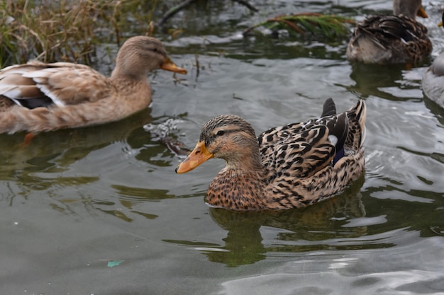 Group of ducks swimming around in shallow lake waters.