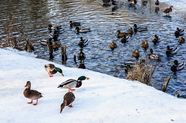 겨울에 연못에서 수영하는 오리의 그룹