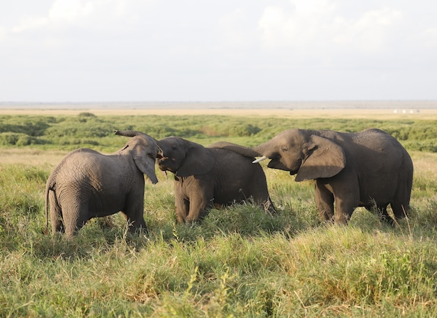 Amboseli 국립 공원, 케냐, 아프리카에서 코끼리의 그룹