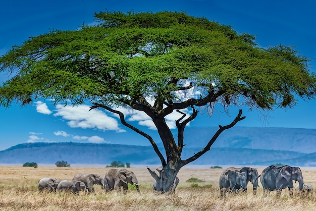 Group of elephants under the big green tree in the wilderness