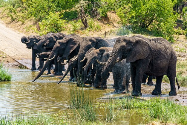 Group of elephants drinking water on a flooded ground during daytime