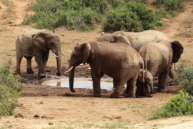 Group of elephants playing around a small lake in the middle of a jungle