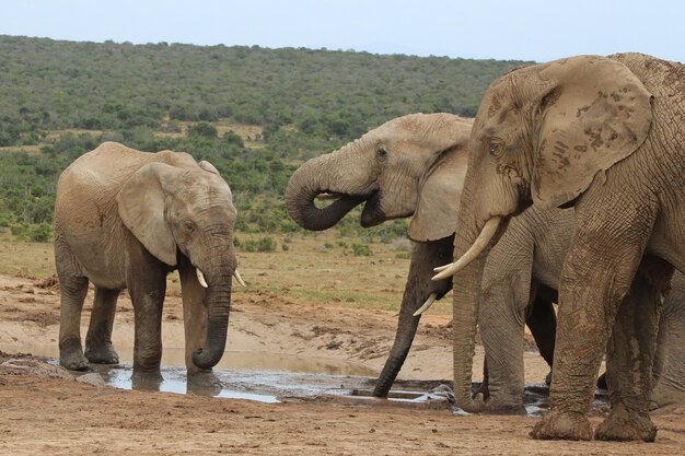 Group of elephants playing around a small lake in the middle of a jungle