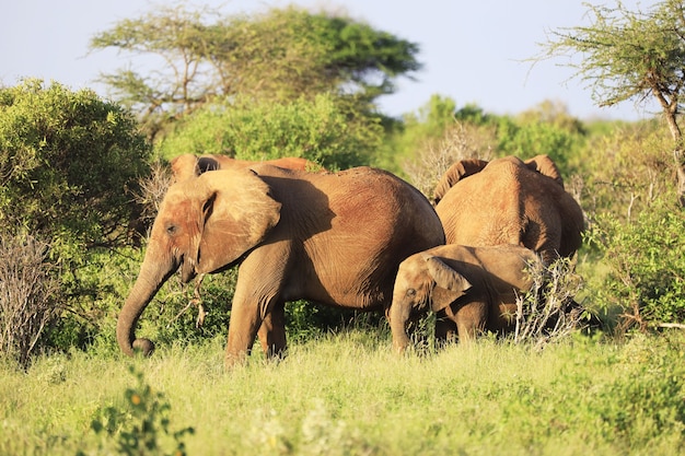 Group of elephants in Tsavo East National park, Kenya, Africa