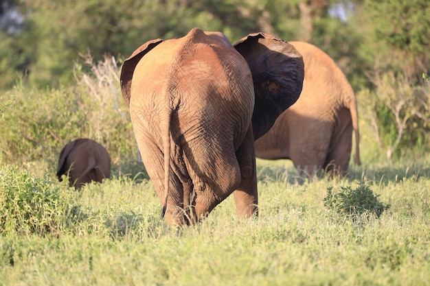 Group of elephants in Tsavo East National park, Kenya, Africa