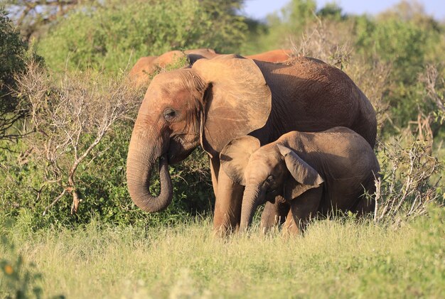 Tsavo 동쪽 국립 공원, 케냐, 아프리카에서 코끼리의 그룹