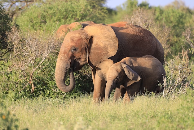 Group of elephants in Tsavo East National park, Kenya, Africa