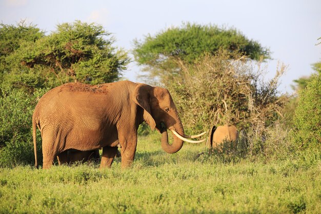 アフリカ、ケニア、ツァボイースト国立公園の象のグループ