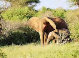 Foto gratuita gruppo di elefanti nel parco nazionale orientale di tsavo, kenya, africa