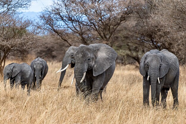 Группа слонов, идущих по сухой траве в пустыне