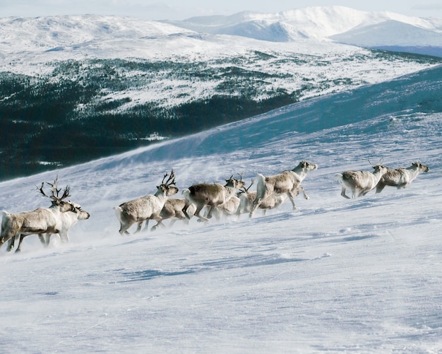 Group of elks climbing up a mountain covered with the snow