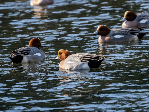 Group of Eurasian wigeon ducks swimming on a lake in Izumi forest in Yamato