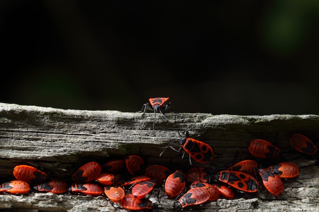 group of firebugs on a log of wood