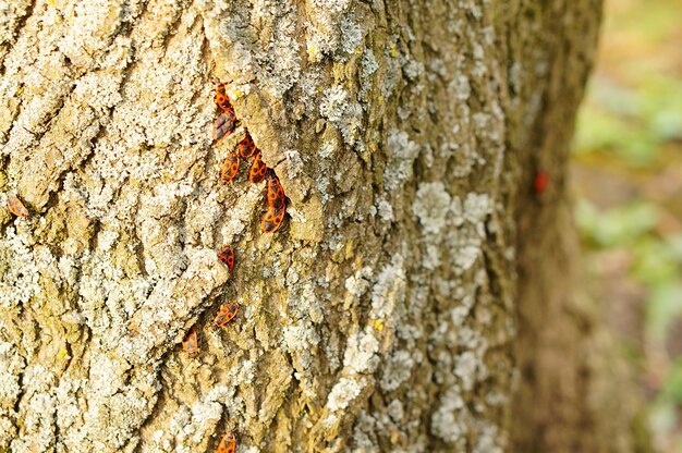 地衣類と木の幹のホシカメムシのグループ