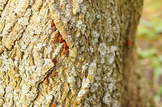 Group of firebugs on a tree trunk with lichens